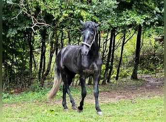 Andaluces, Semental, 3 años, 161 cm, Tordillo negro