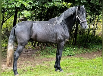 Andaluces, Semental, 3 años, 161 cm, Tordillo negro