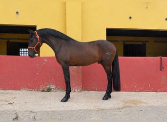 Andaluces, Semental, 3 años, 162 cm, Castaño oscuro