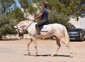 Andaluces, Semental, 3 años, 162 cm, Cremello