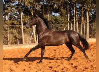 Andaluces, Semental, 3 años, 162 cm, Negro