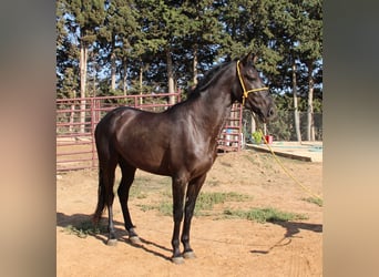 Andaluces, Semental, 3 años, 162 cm, Negro