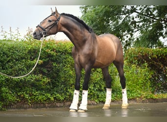 Andaluces, Semental, 3 años, 163 cm, Musgo marrón