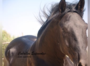 Andaluces, Semental, 3 años, 164 cm, Negro