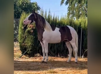 Andaluces Mestizo, Semental, 3 años, 164 cm, Pío