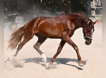 Andaluces, Semental, 3 años, 165 cm, Alazán
