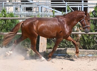 Andaluces, Semental, 3 años, 165 cm, Alazán