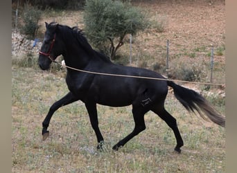 Andaluces, Semental, 3 años, 165 cm, Tordo