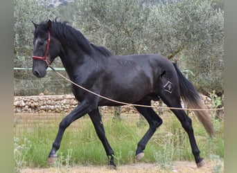 Andaluces, Semental, 3 años, 165 cm, Tordo