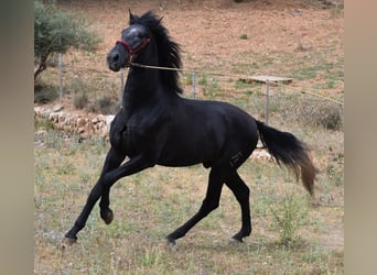 Andaluces, Semental, 3 años, 165 cm, Tordo