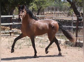 Andaluces, Semental, 3 años, 166 cm, Castaño