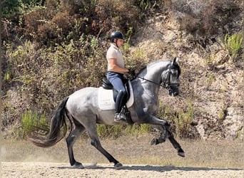 Andaluces, Semental, 3 años, 166 cm, Dunalino (Cervuno x Palomino)