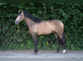 Andaluces, Semental, 3 años, 167 cm, Buckskin/Bayo