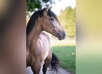 Andaluces, Semental, 3 años, 167 cm, Buckskin/Bayo