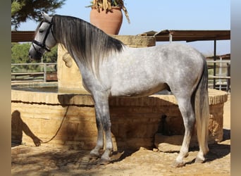 Andaluces, Semental, 3 años, 167 cm, Tordo