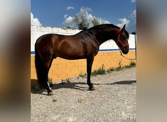 Andaluces, Semental, 3 años, 168 cm, Castaño rojizo