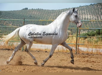 Andaluces, Semental, 3 años, 168 cm, Pío