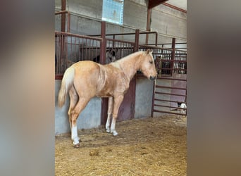 Andaluces, Semental, 3 años, Palomino