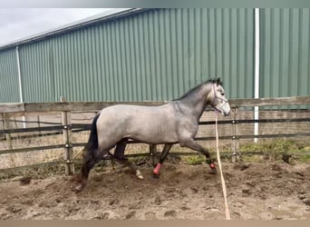 Andaluces, Semental, 4 años, 148 cm, Tordo