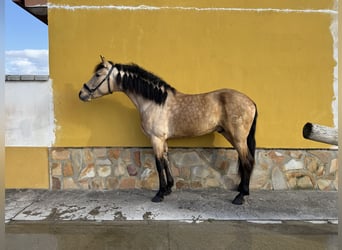 Andaluces, Semental, 4 años, 150 cm, Buckskin/Bayo