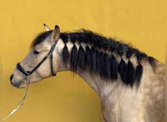 Andaluces, Semental, 4 años, 150 cm, Buckskin/Bayo