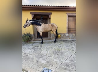 Andaluces, Semental, 4 años, 150 cm, Buckskin/Bayo