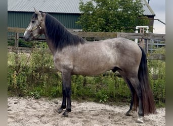 Andaluces, Semental, 4 años, 150 cm, Tordo