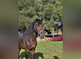 Andaluces, Semental, 4 años, 151 cm, Castaño