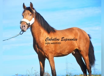 Andaluces, Semental, 4 años, 154 cm, Cremello