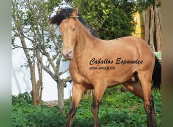 Andaluces, Semental, 4 años, 154 cm, Cremello