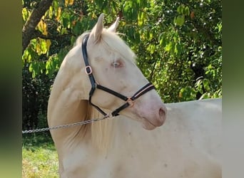 Andaluces, Semental, 4 años, 154 cm, Cremello