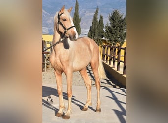 Andaluces Mestizo, Semental, 4 años, 154 cm, Palomino