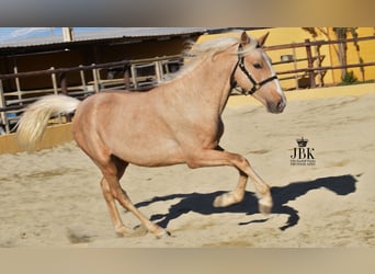 Andaluces Mestizo, Semental, 4 años, 154 cm, Palomino