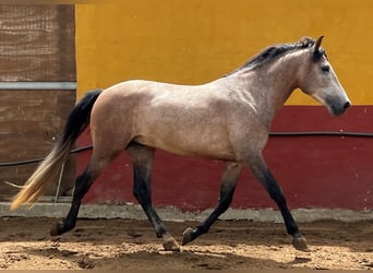 Andaluces Mestizo, Semental, 4 años, 155 cm, Musgo marrón
