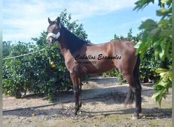 Andaluces, Semental, 4 años, 156 cm, Castaño