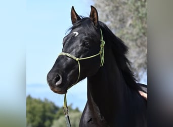 Andaluces, Semental, 4 años, 156 cm, Negro