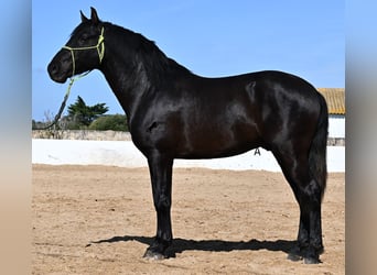 Andaluces, Semental, 4 años, 156 cm, Negro