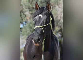 Andaluces, Semental, 4 años, 156 cm, Negro