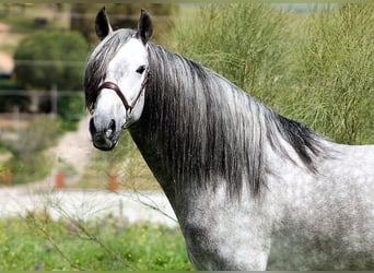 Andaluces, Semental, 4 años, 157 cm, Tordo