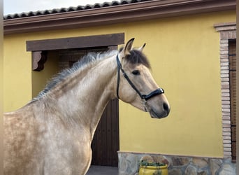 Andaluces, Semental, 4 años, 158 cm, Buckskin/Bayo