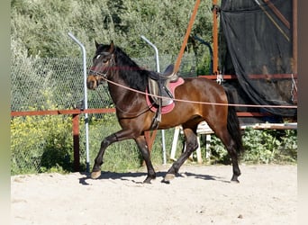 Andaluces, Semental, 4 años, 158 cm, Castaño
