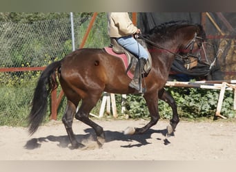 Andaluces, Semental, 4 años, 158 cm, Castaño