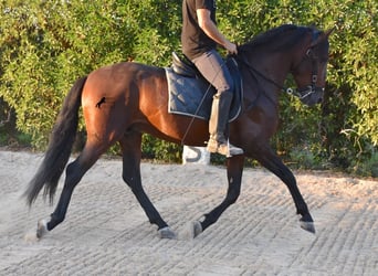 Andaluces, Semental, 4 años, 158 cm, Castaño
