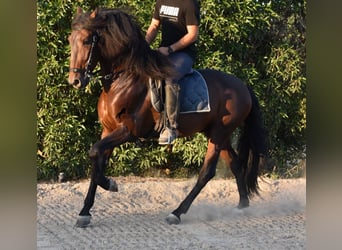 Andaluces, Semental, 4 años, 158 cm, Castaño
