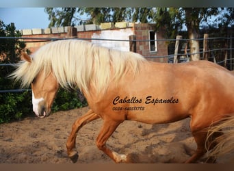 Andaluces, Semental, 4 años, 158 cm, Palomino