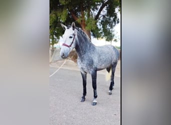Andaluces, Semental, 4 años, 158 cm, Tordo rodado
