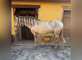 Andaluces, Semental, 4 años, 159 cm, Perlino