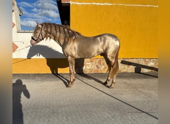 Andaluces, Semental, 4 años, 159 cm, Perlino