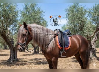 Andaluces, Semental, 4 años, 160 cm