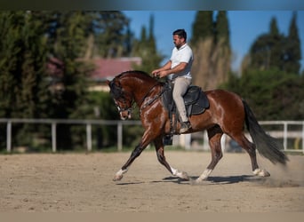 Andaluces, Semental, 4 años, 161 cm, Castaño rojizo